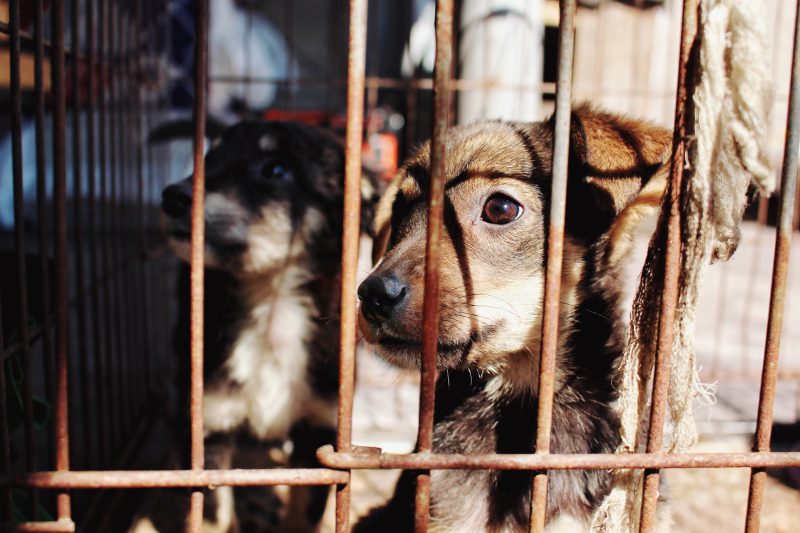 Owning A Dog - Adoption