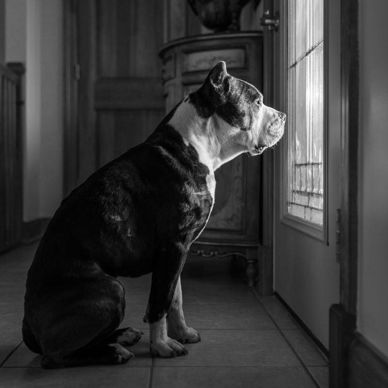 Dog Separation Anxiety - Dog Looking Out The Door