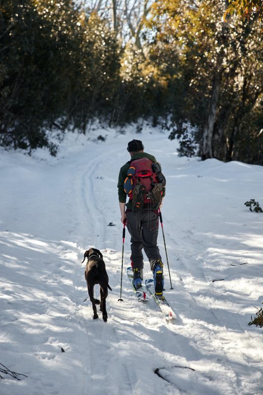 Owning An Active Dog Lifestyle - Going Skiing