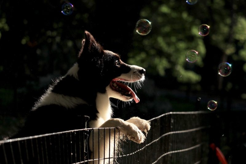 Happy Collie