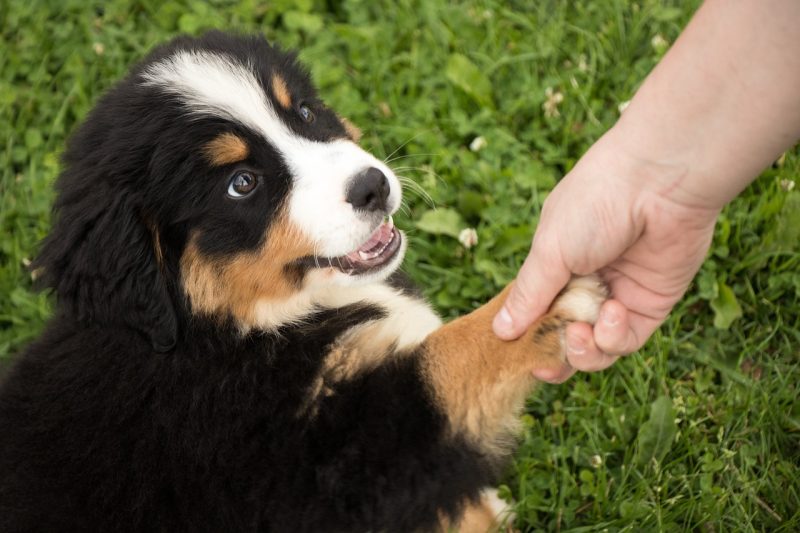 Happy Puppy doing trick: Giving paw