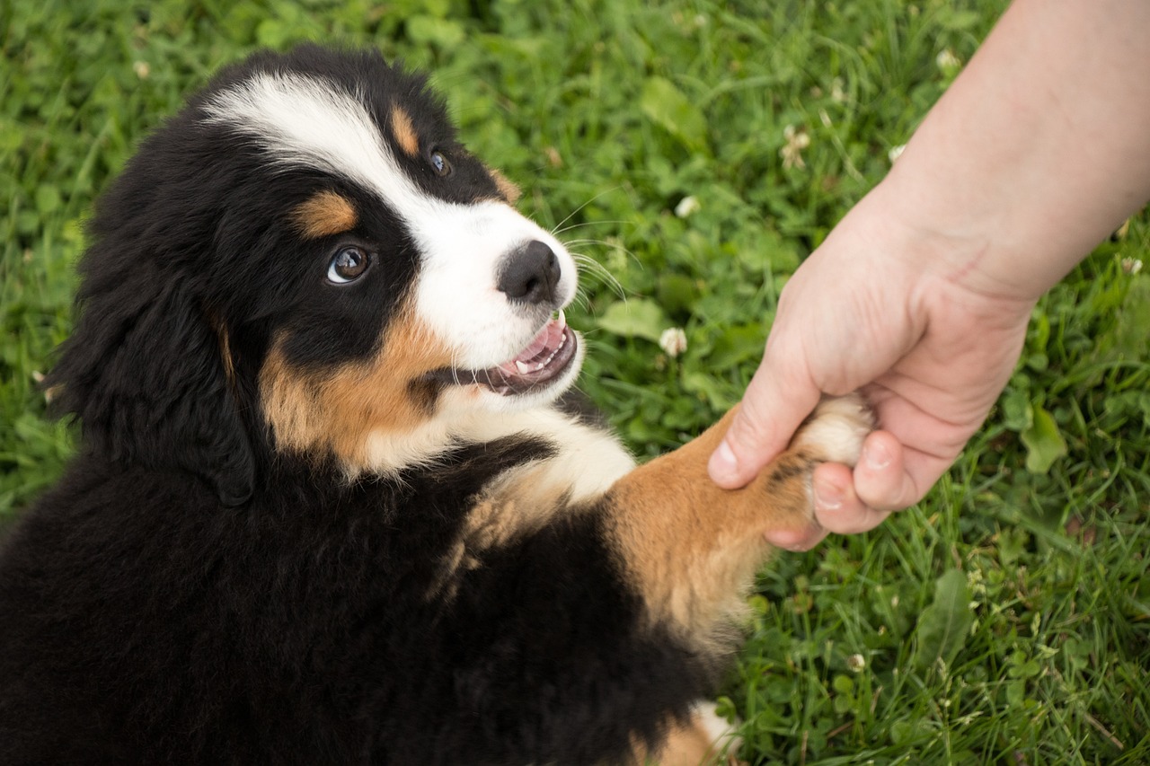 Happy Puppy doing trick: Giving paw
