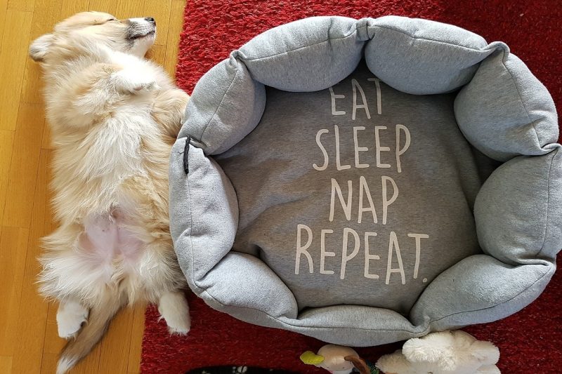 Sleeping Corgi Cute Dog Bed