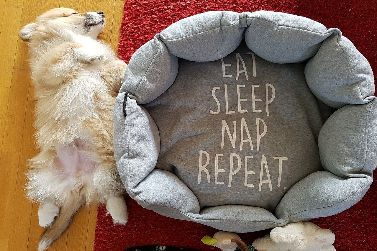 Sleeping Corgi Cute Dog Bed