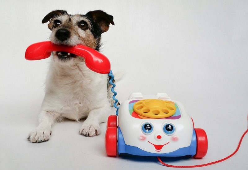 jack russell terrier toy phone