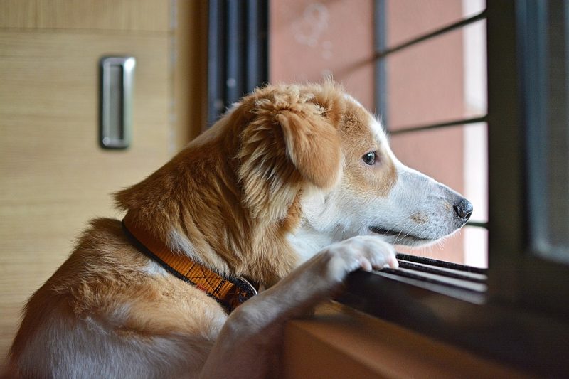 Dog With Separation Anxiety