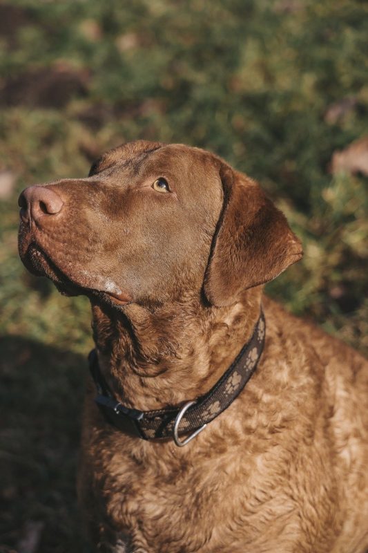 Best dog breeds for hunting. Chesapeake Bay Retriever waterfowl hunting dog 