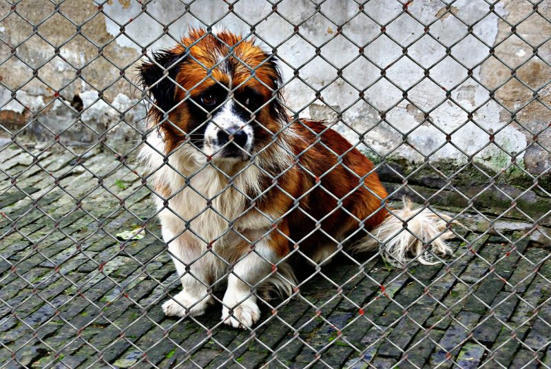 adopt don't shop