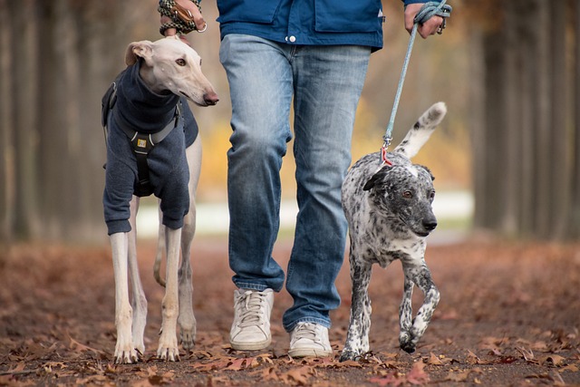 Best dog breeds for hunting. Greyhound hunting dog