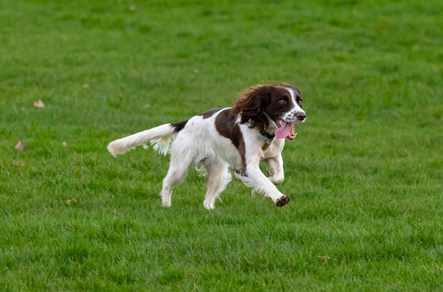 Best dog breeds for hunting. English Springer Spaniel upland hunting dog