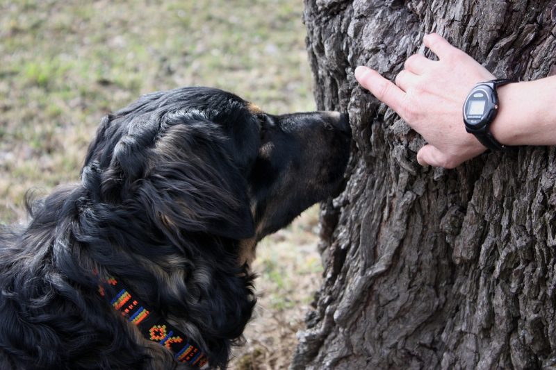 best hunting dog breeds