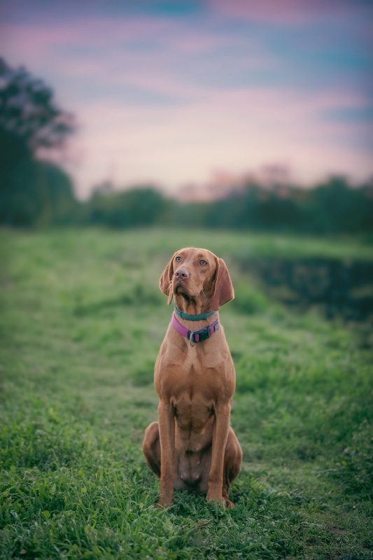 best dog breeds for hunting: vizsla hunting dog 
