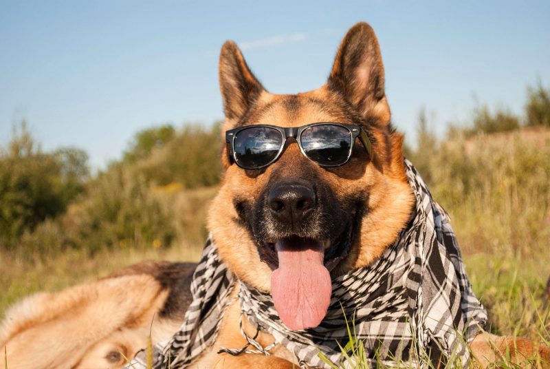 Characteristics of Large Breeds