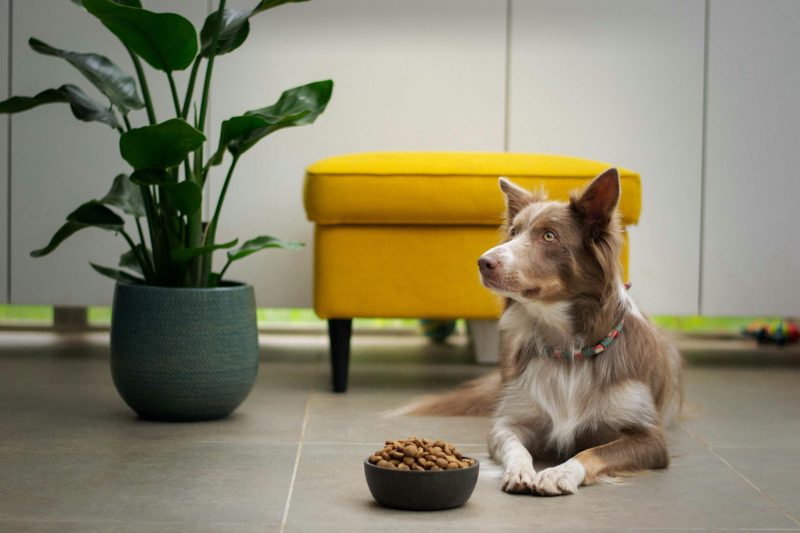 Dog Food For Picky Eaters