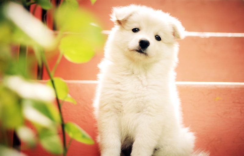 SMALL DOG BREEDS