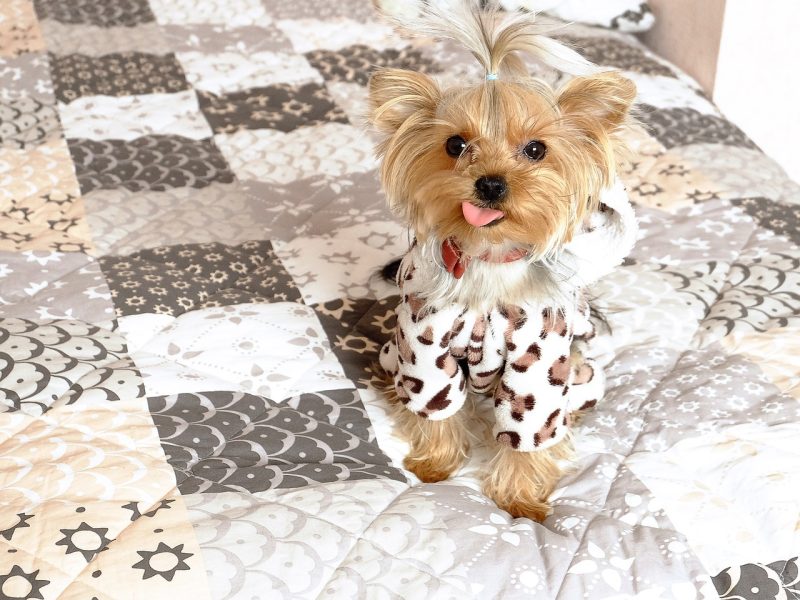 Small dog breeds personality
