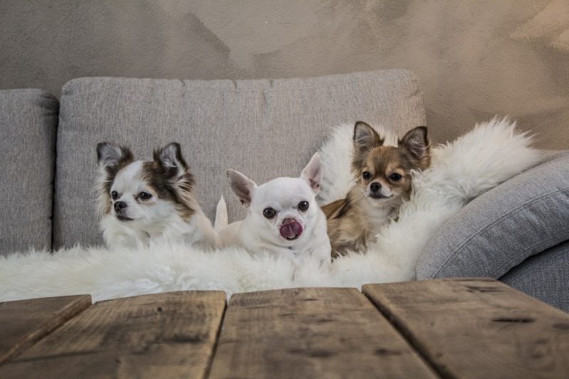 Why Choose Tiny Dogs