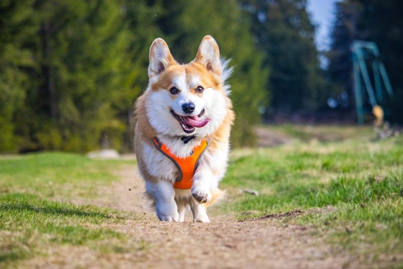 Happy Healthy Corgi