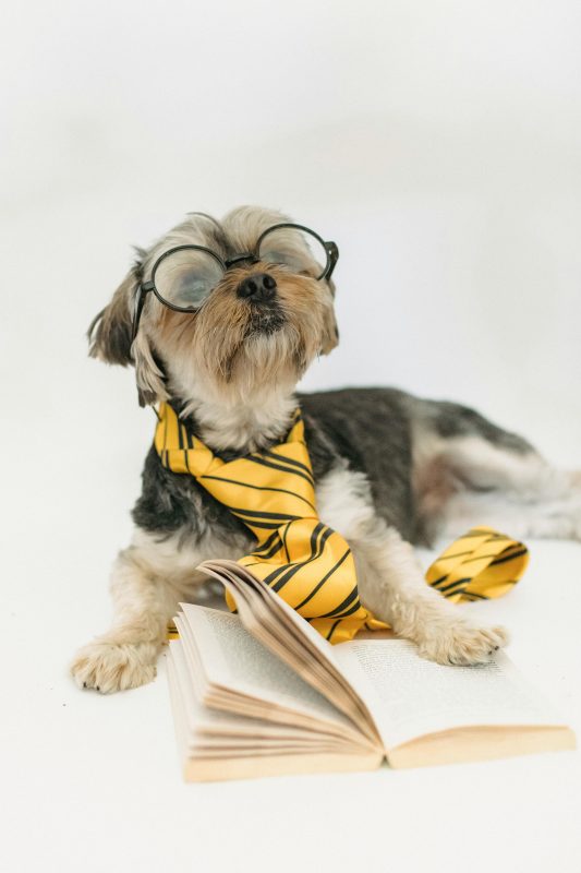 Intelligent small dog breeds