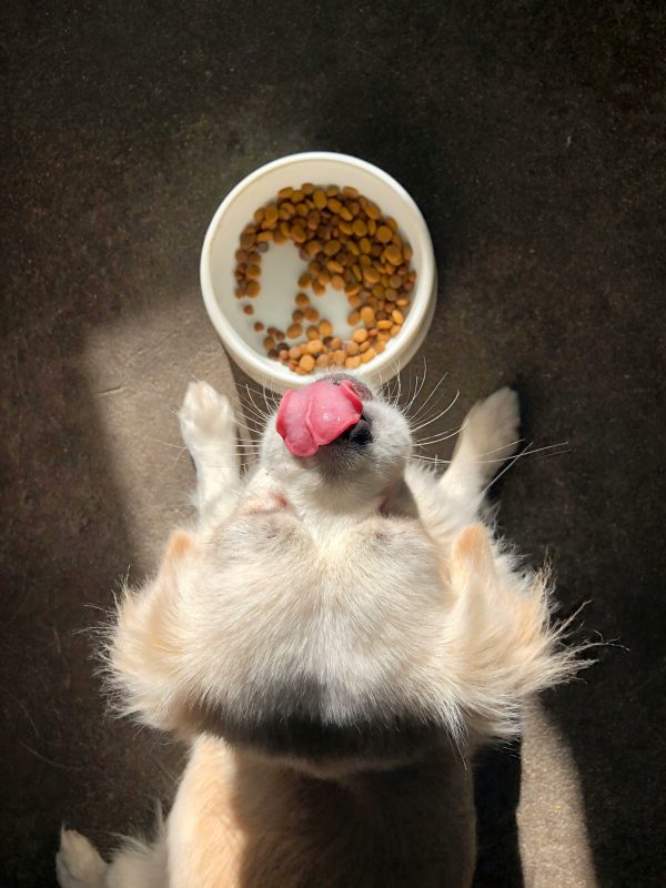 Tasty Dog Food For Picky Eaters