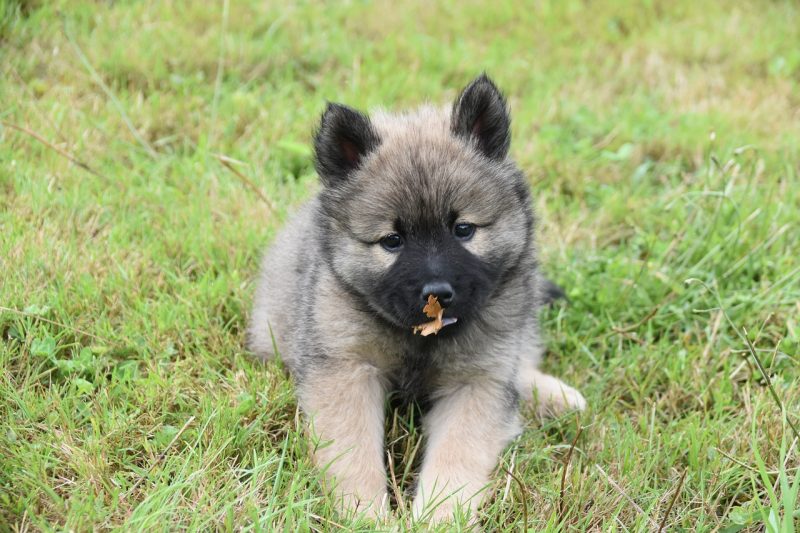 German Shepard Eating Leaves
