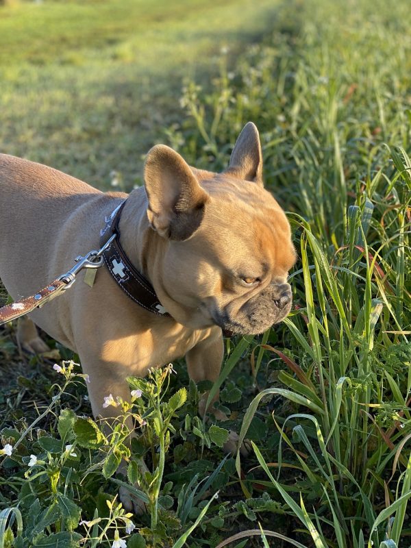 French Bulldog Fascinated By Grass