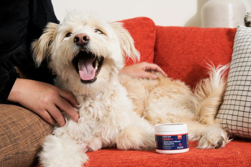 Green lipped muscle - high strength joint supplement for dogs
