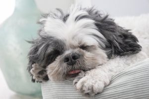 Hypoallergenic Dog: Shihtzu