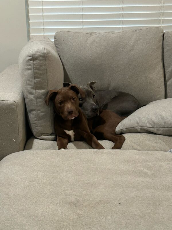 Harley and Blink